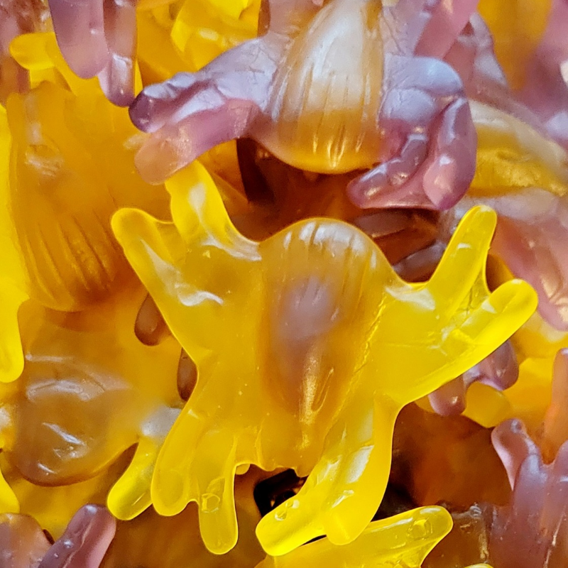 Araignées XXL